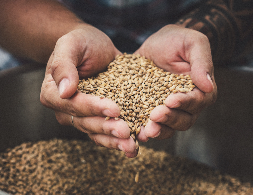 man holding grains for brewing beer